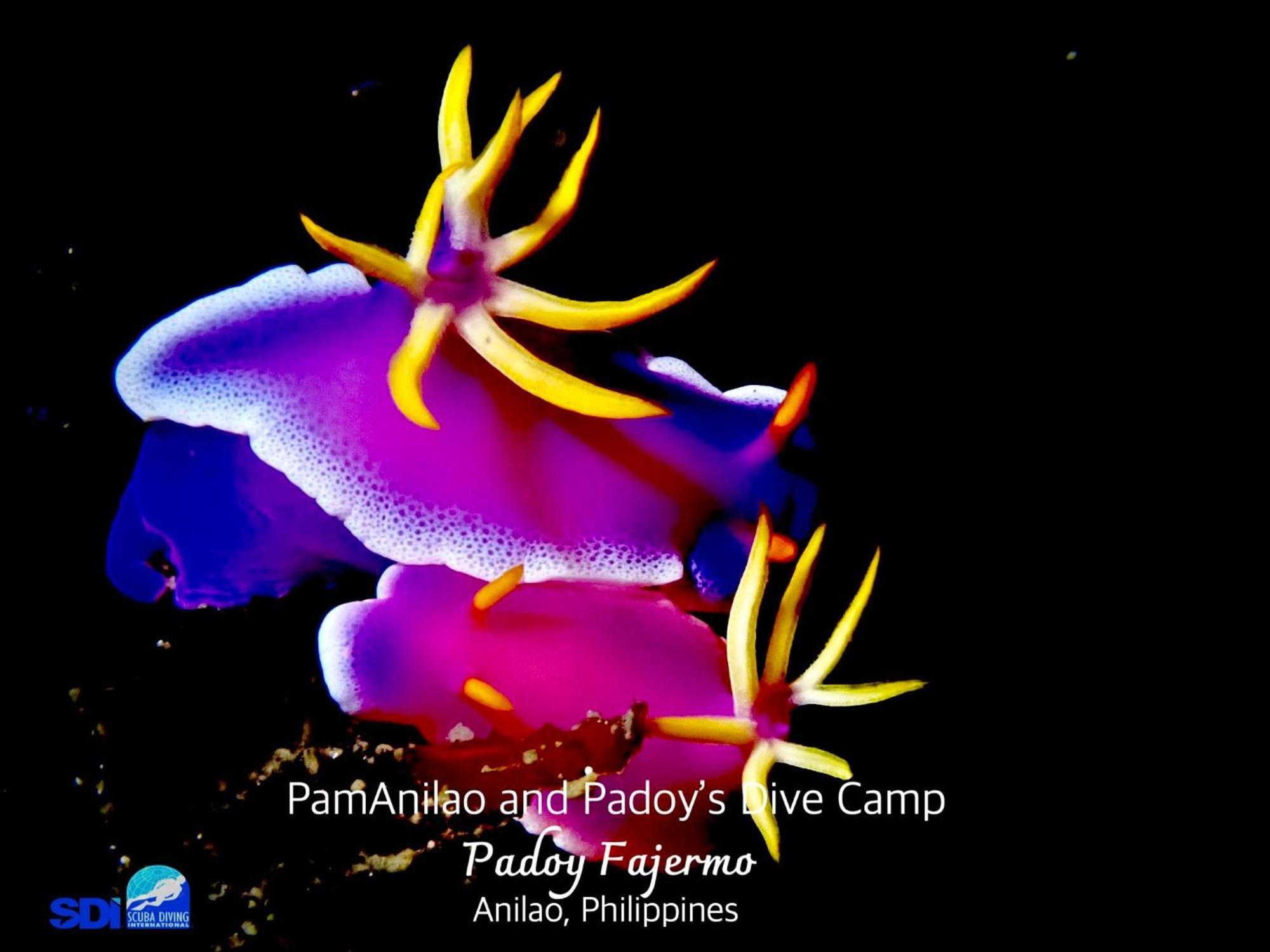 Hotel Pamanilao And Padoy'S Dive Camp Batangas Esterno foto
