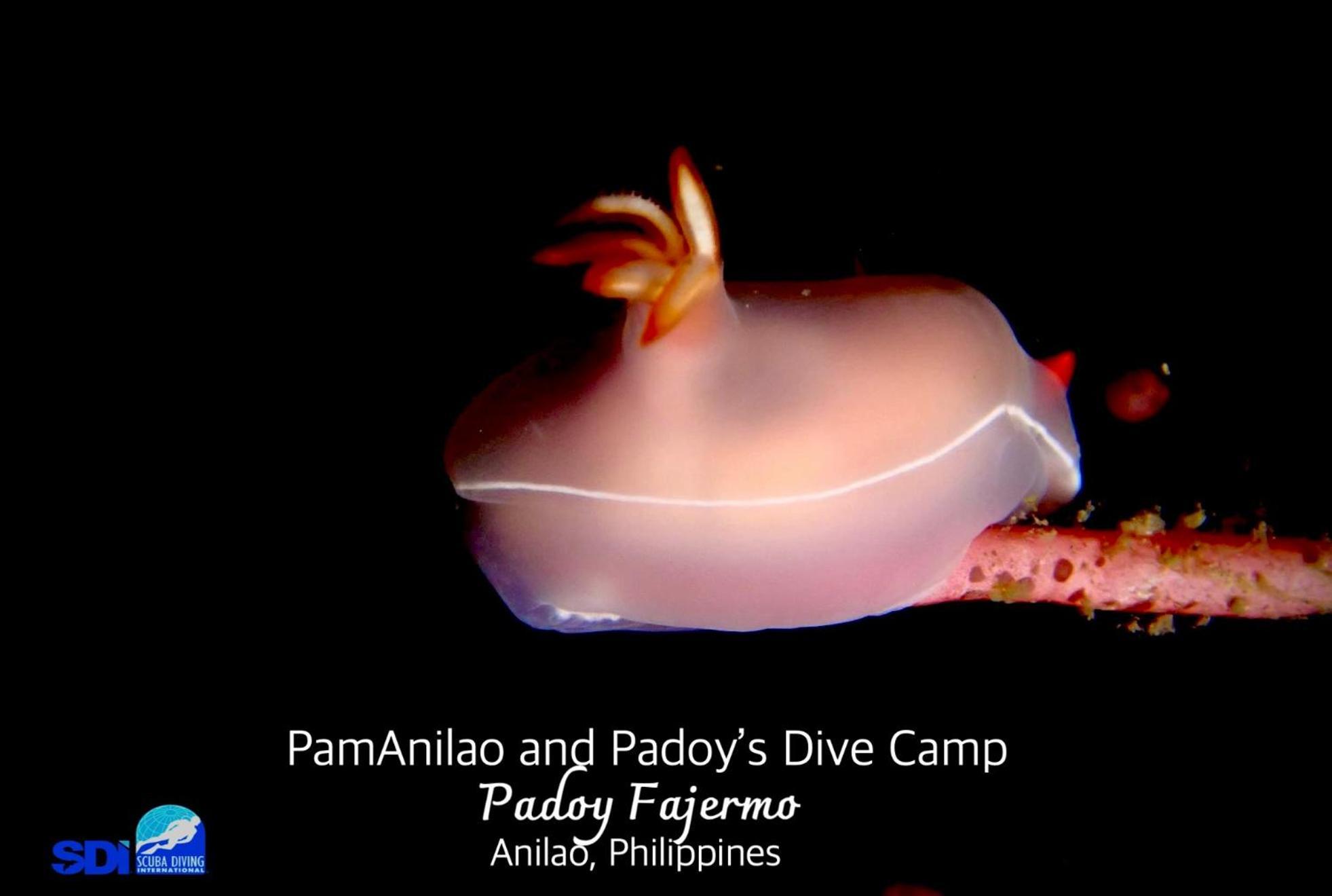 Hotel Pamanilao And Padoy'S Dive Camp Batangas Esterno foto