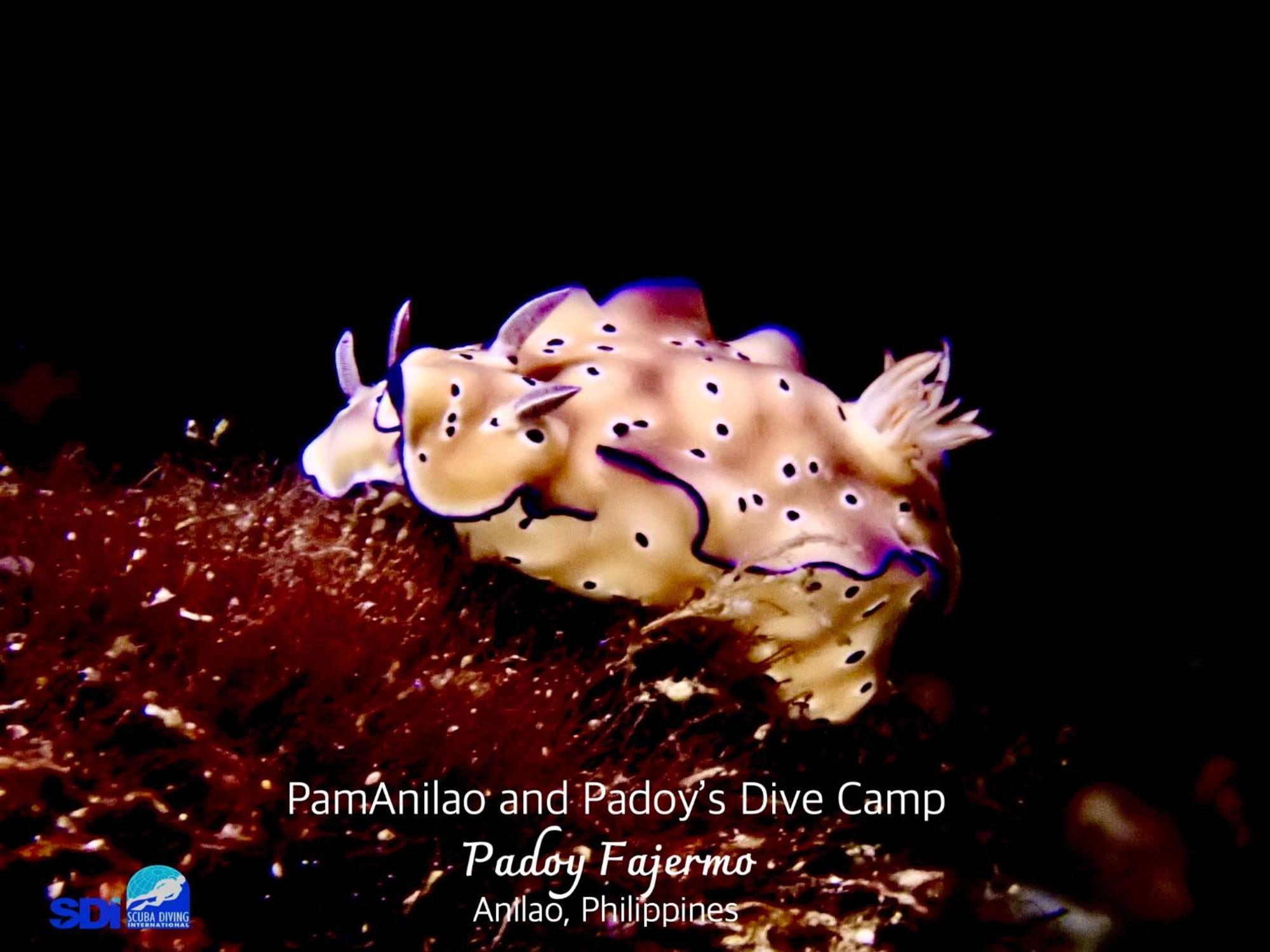Hotel Pamanilao And Padoy'S Dive Camp Batangas Esterno foto
