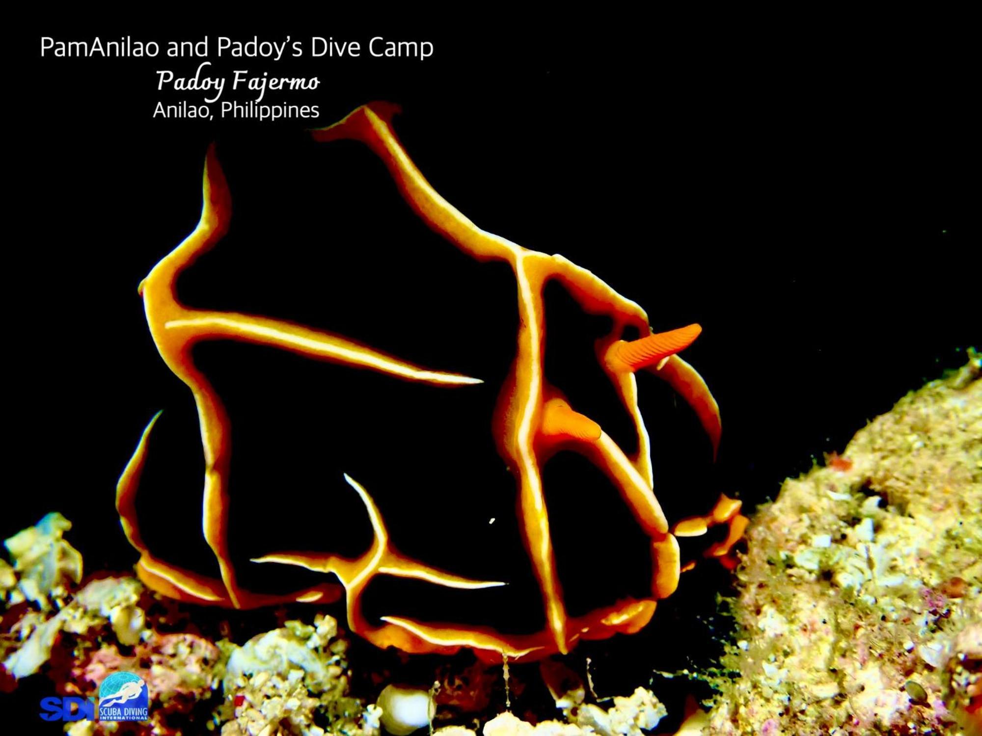 Hotel Pamanilao And Padoy'S Dive Camp Batangas Esterno foto