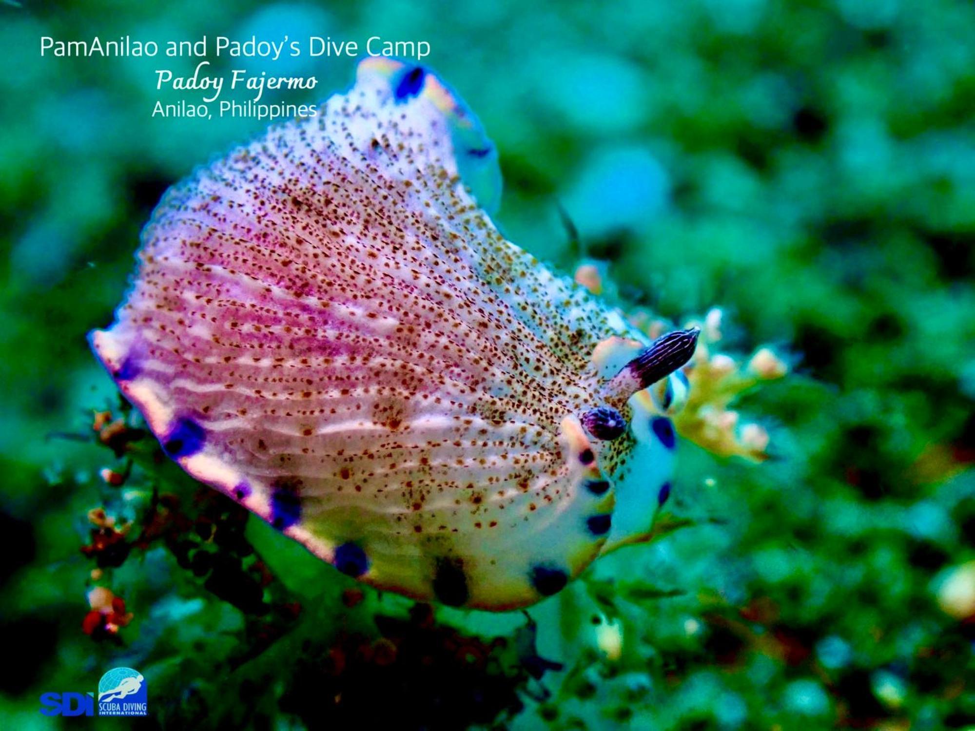 Hotel Pamanilao And Padoy'S Dive Camp Batangas Esterno foto