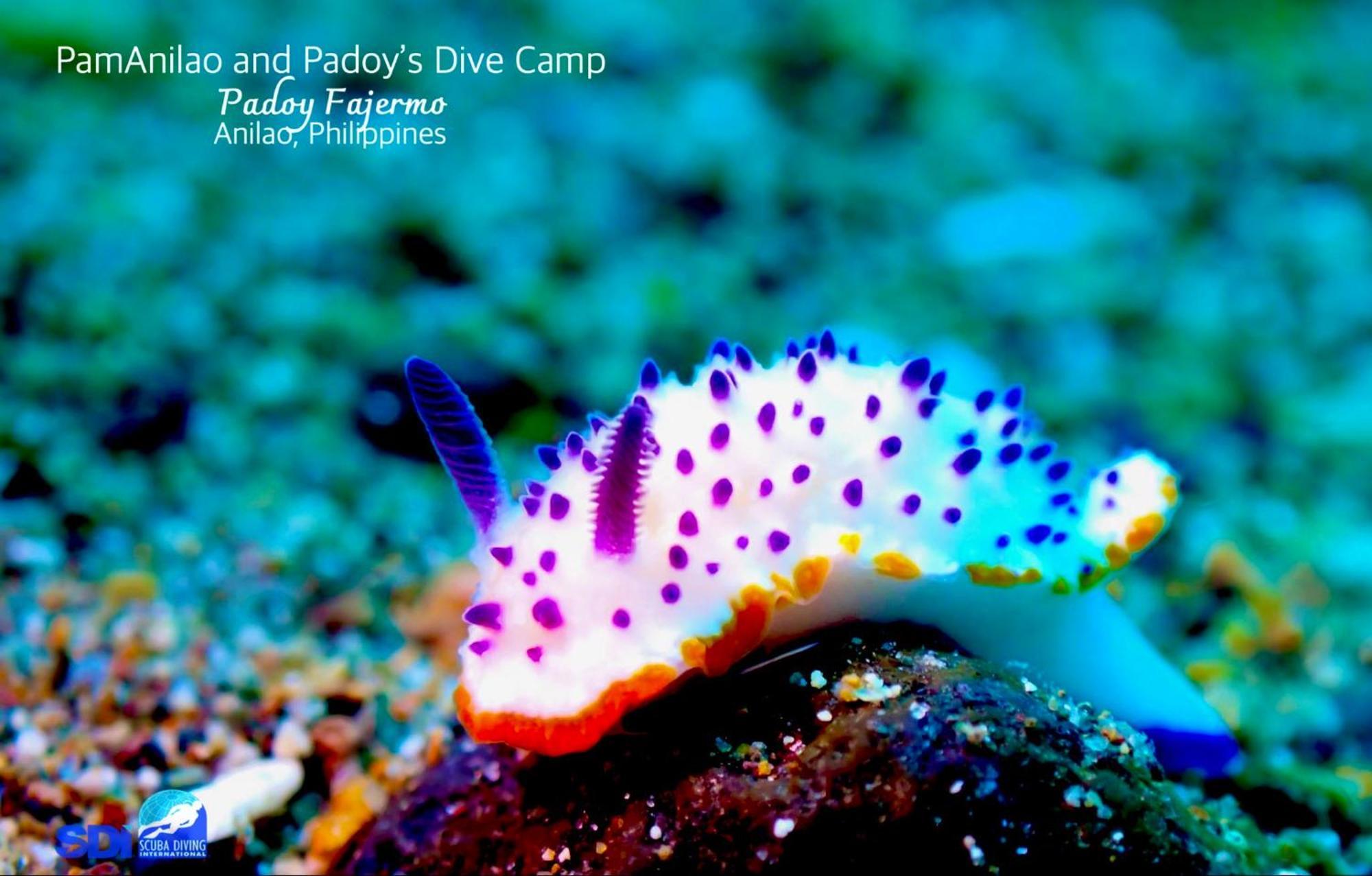 Hotel Pamanilao And Padoy'S Dive Camp Batangas Esterno foto