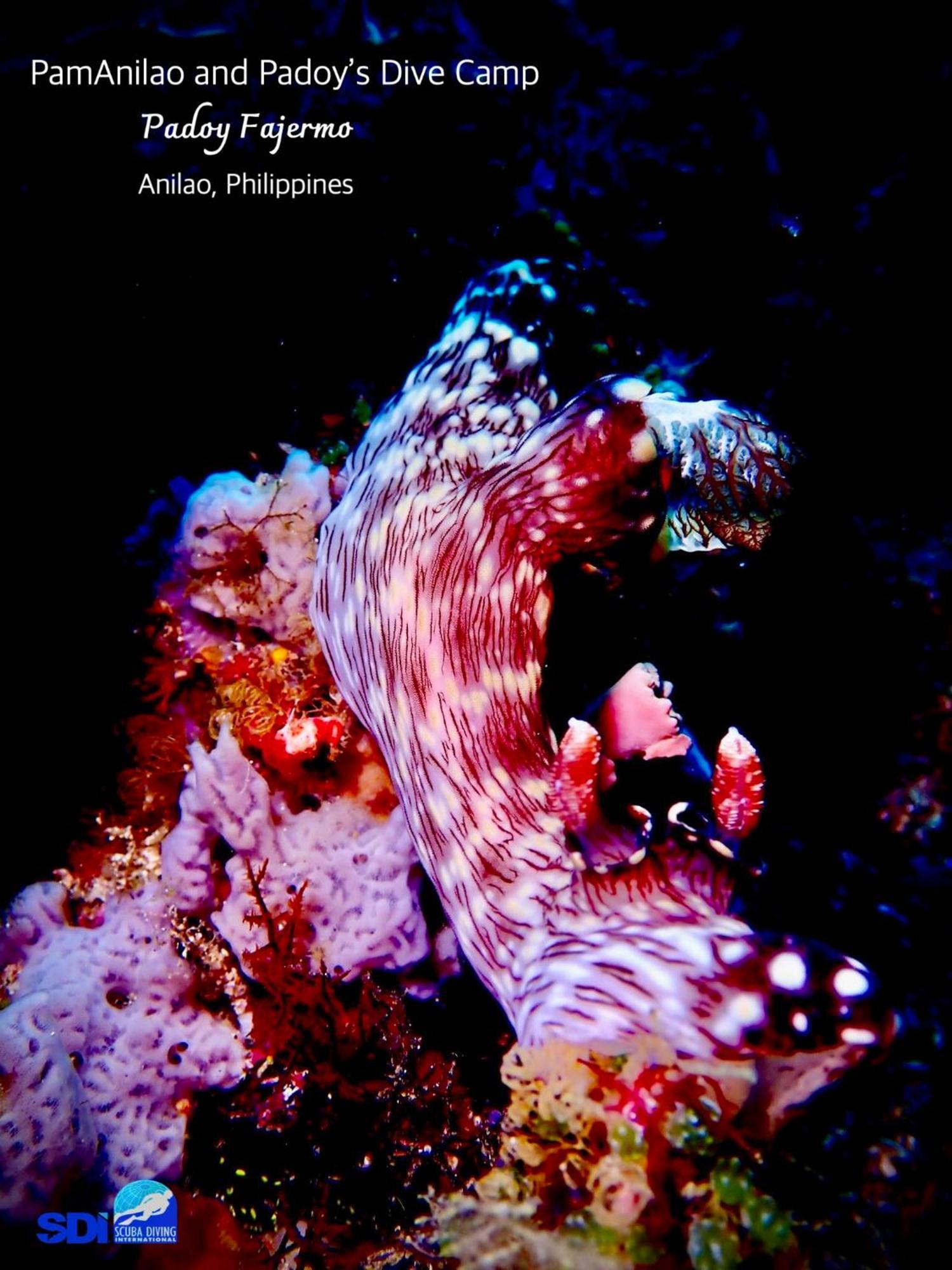 Hotel Pamanilao And Padoy'S Dive Camp Batangas Esterno foto