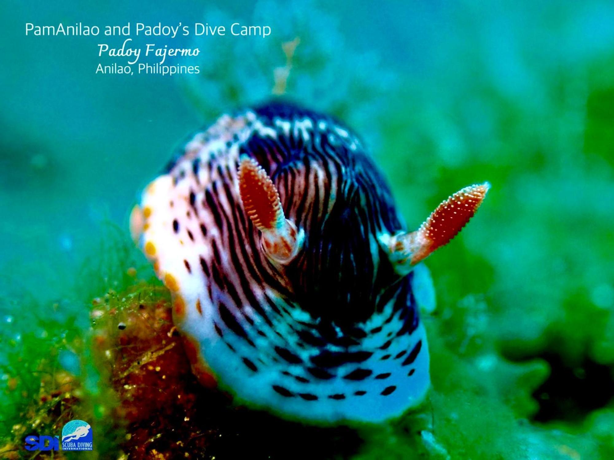 Hotel Pamanilao And Padoy'S Dive Camp Batangas Esterno foto