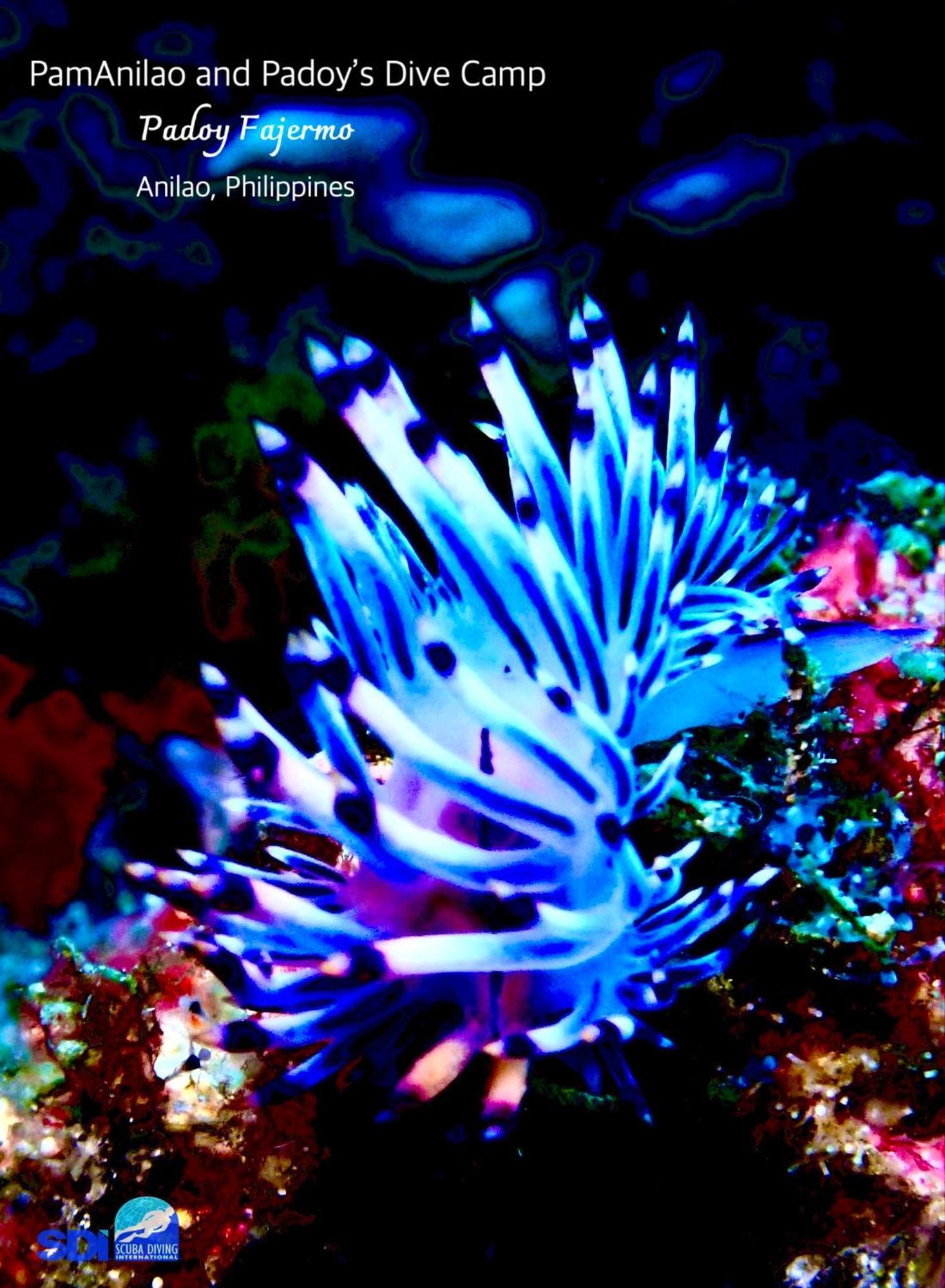 Hotel Pamanilao And Padoy'S Dive Camp Batangas Esterno foto