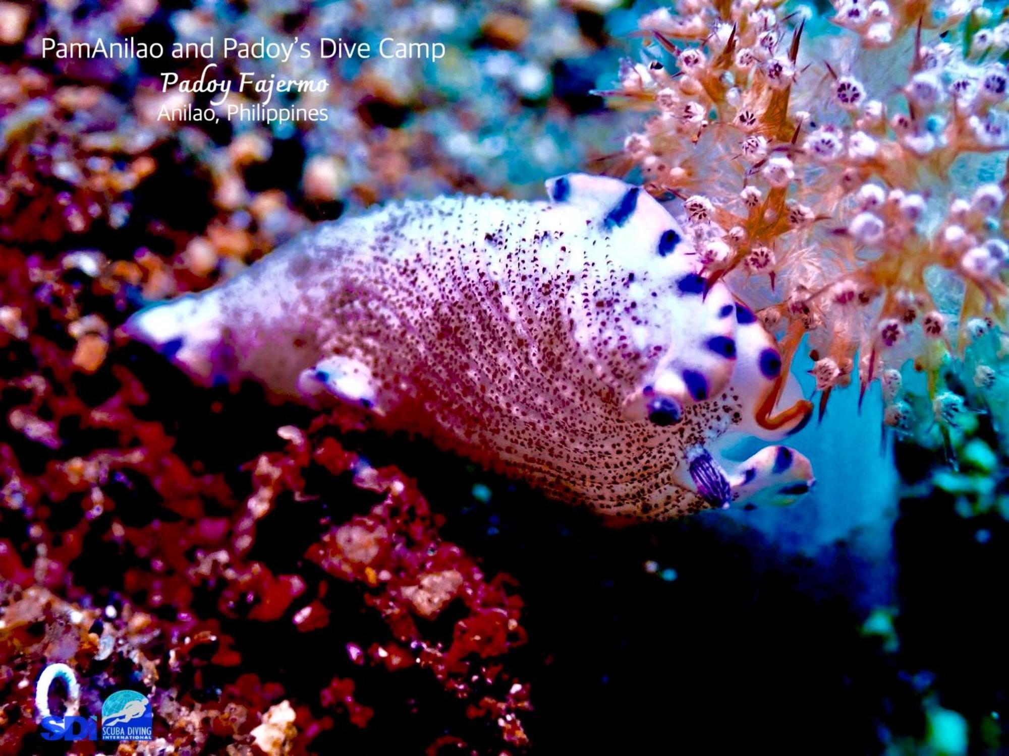 Hotel Pamanilao And Padoy'S Dive Camp Batangas Esterno foto