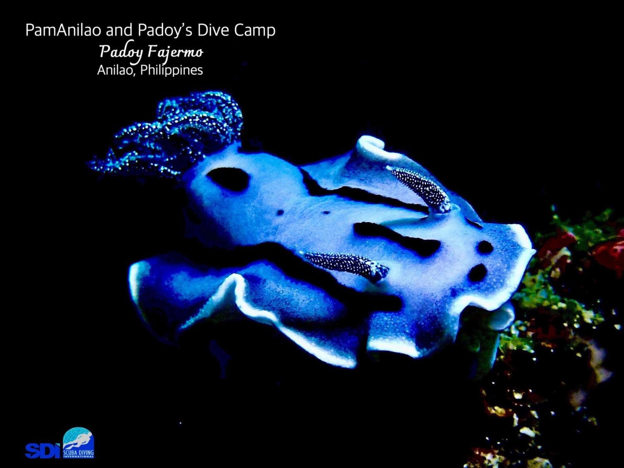 Hotel Pamanilao And Padoy'S Dive Camp Batangas Esterno foto