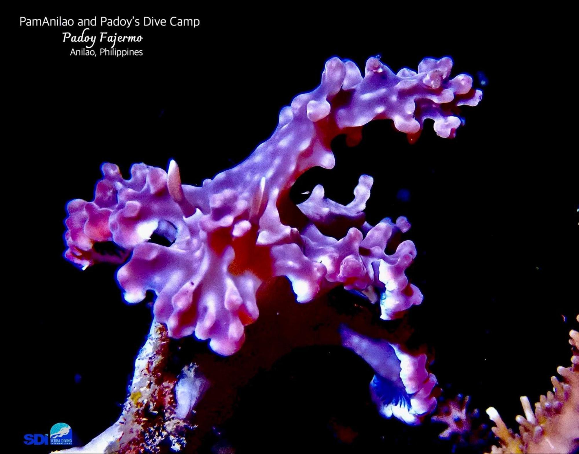 Hotel Pamanilao And Padoy'S Dive Camp Batangas Esterno foto
