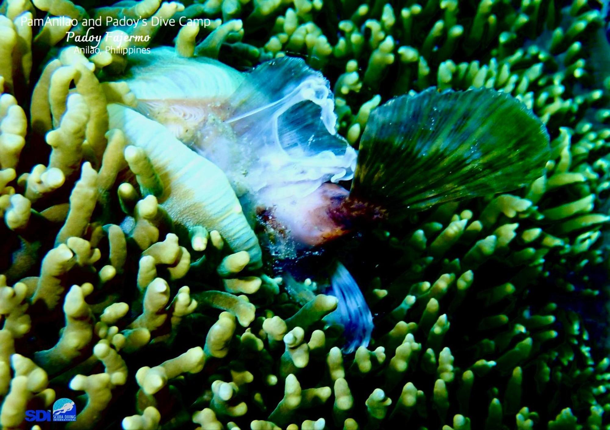 Hotel Pamanilao And Padoy'S Dive Camp Batangas Esterno foto
